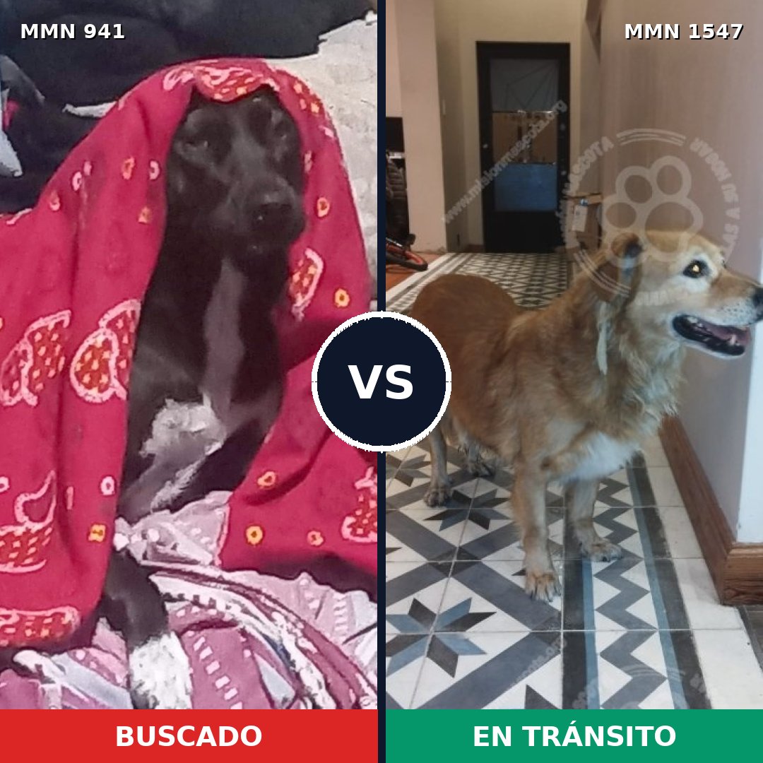Comparativa MMS 30216: mascota perdida y mascota encontrada, 75% de similitud