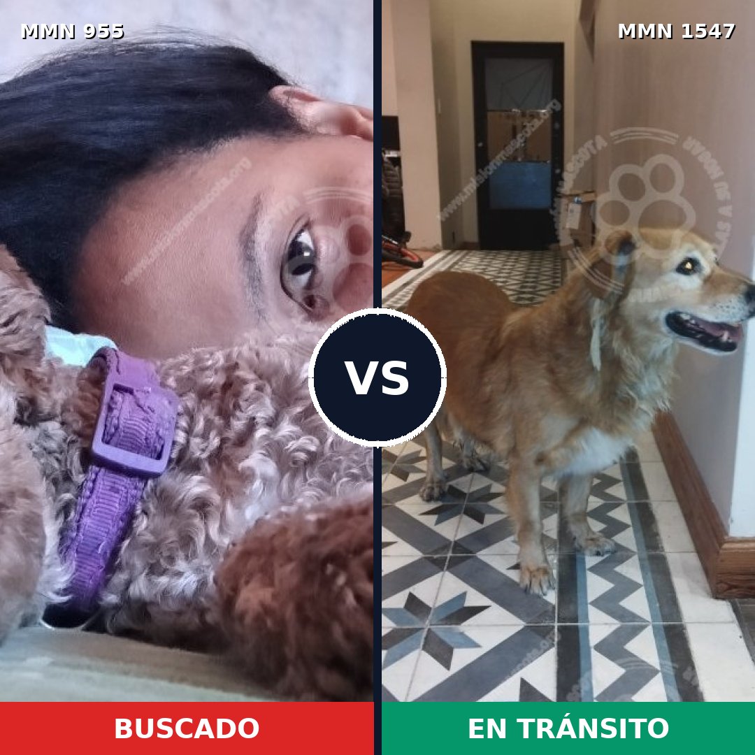 Comparativa MMS 30219: mascota perdida y mascota encontrada, 31% de similitud