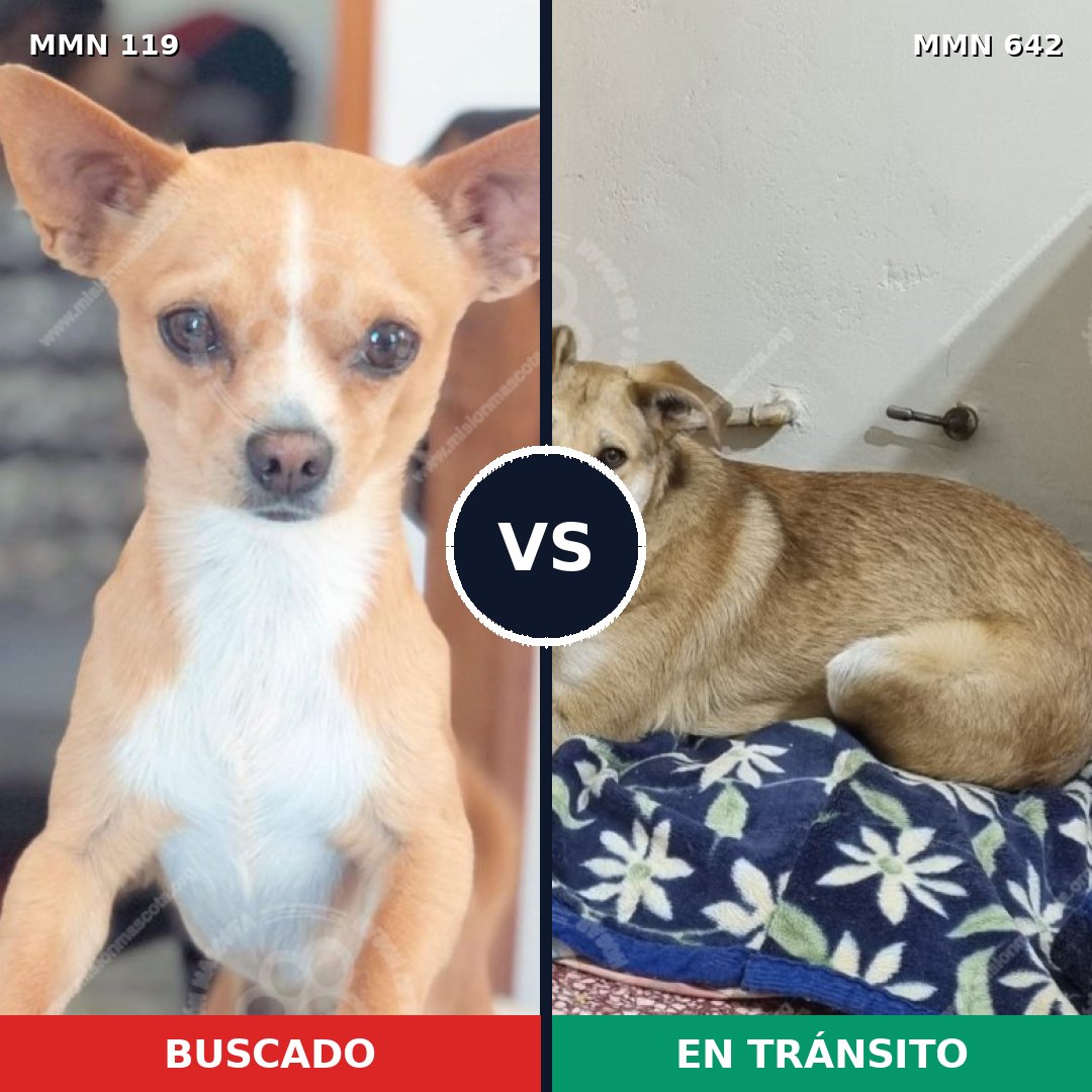 Comparativa MMS 3022: mascota perdida y mascota encontrada, 14% de similitud