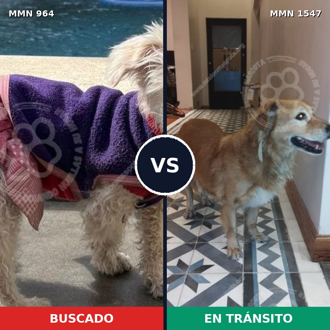 Comparativa MMS 30221: mascota perdida y mascota encontrada, 31% de similitud