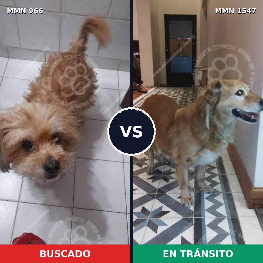 Comparativa MMS 30222: mascota perdida y mascota encontrada, 60% de similitud