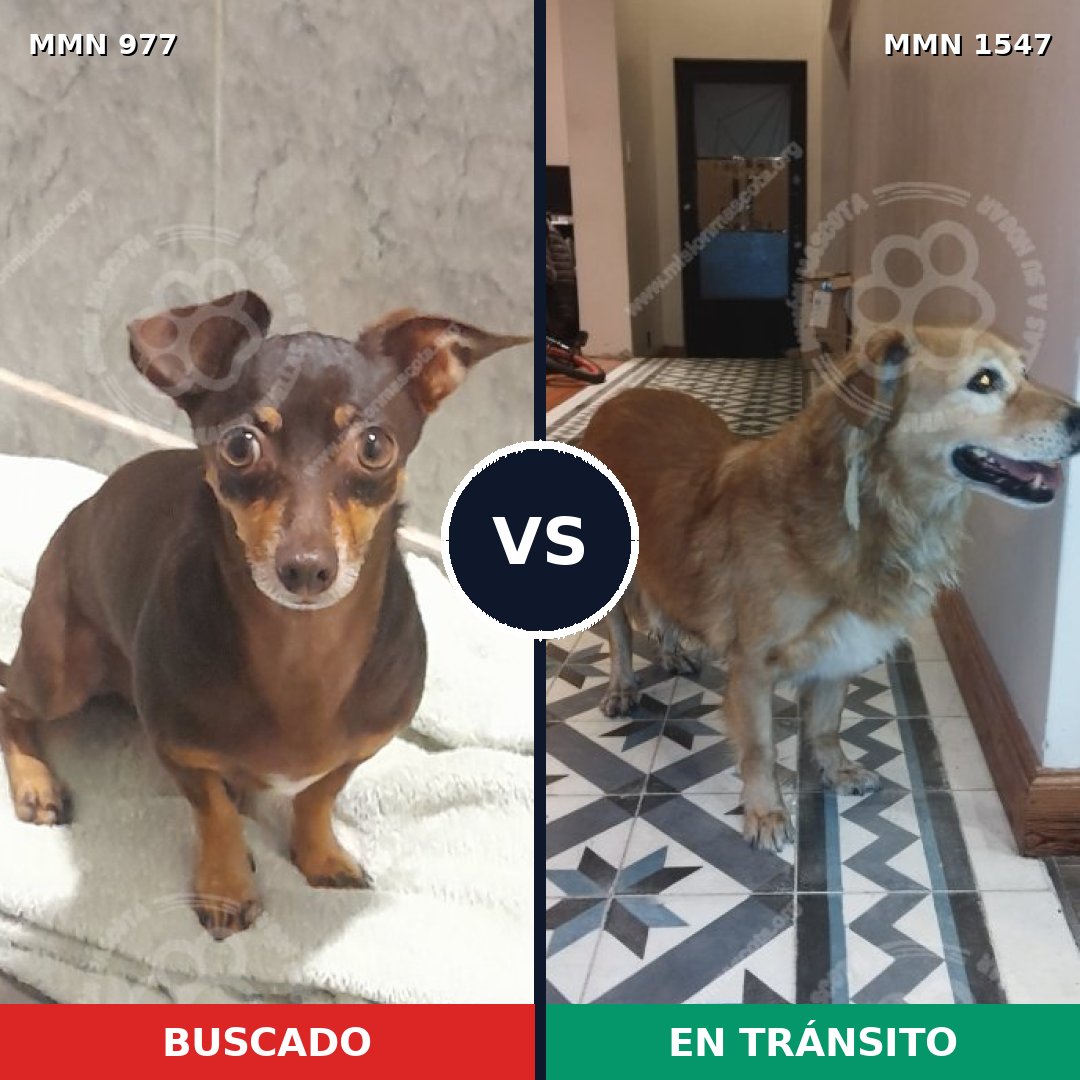 Comparativa MMS 30224: mascota perdida y mascota encontrada, 58% de similitud