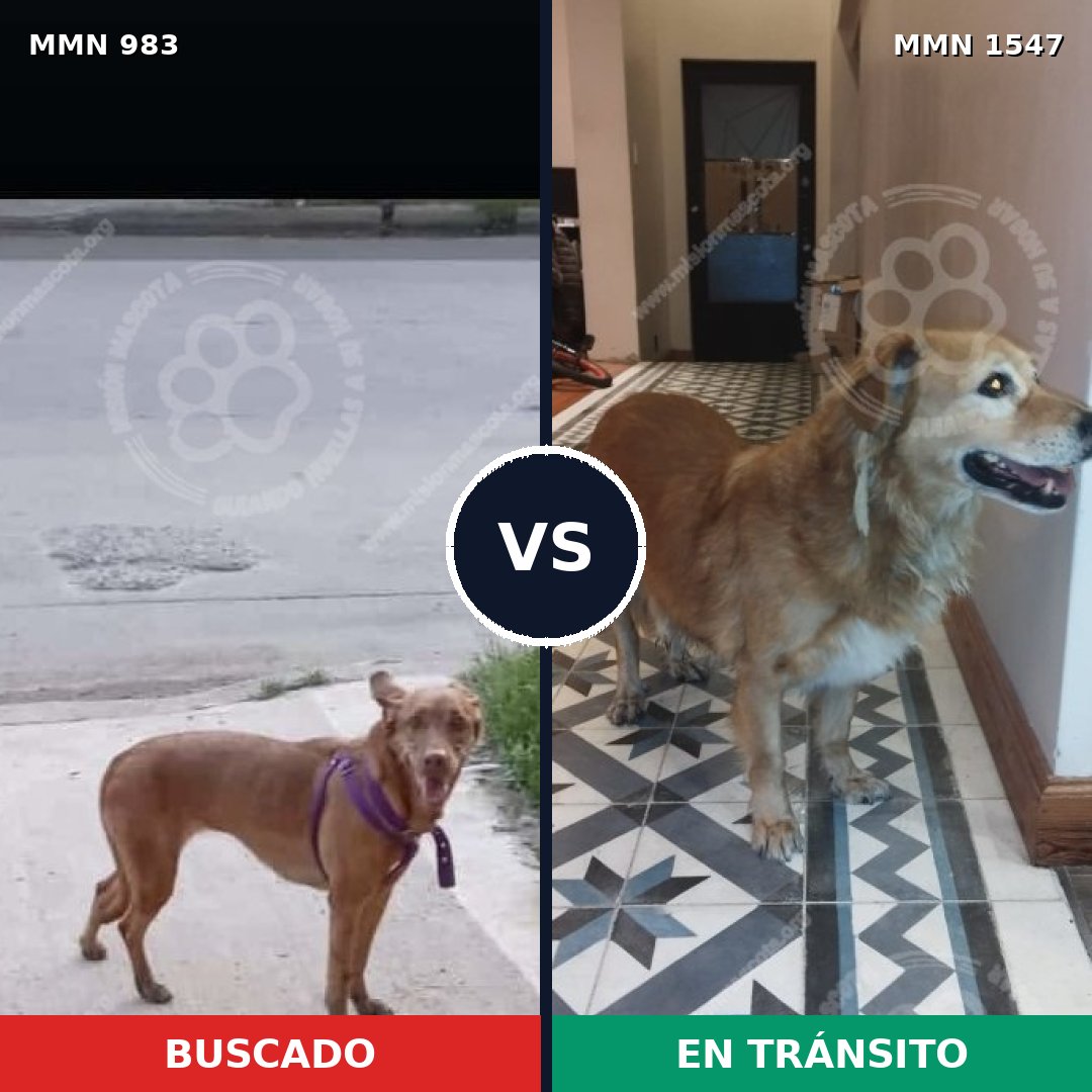 Comparativa MMS 30225: mascota perdida y mascota encontrada, 59% de similitud