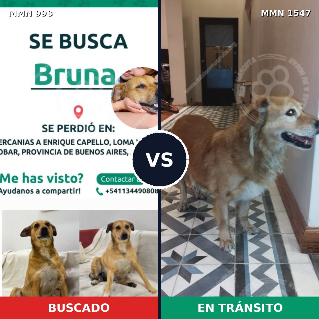 Comparativa MMS 30227: mascota perdida y mascota encontrada, 44% de similitud