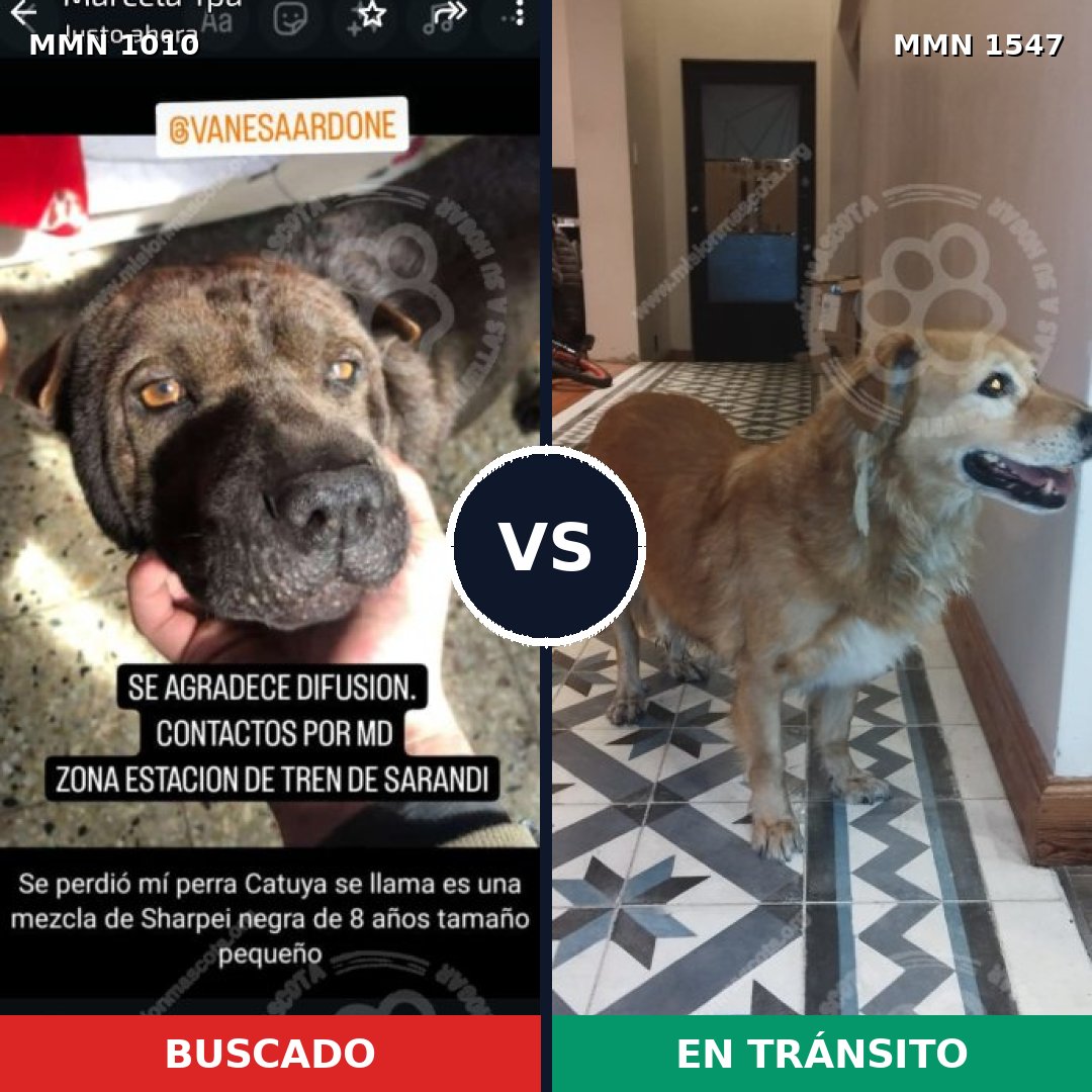 Comparativa MMS 30229: mascota perdida y mascota encontrada, 45% de similitud