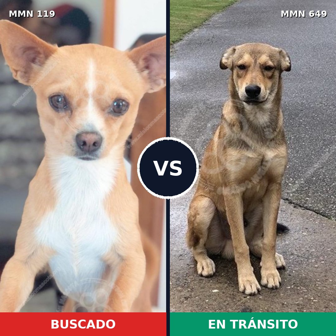 Comparativa MMS 3023: mascota perdida y mascota encontrada, 10% de similitud