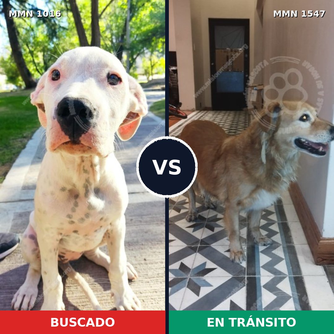 Comparativa MMS 30230: mascota perdida y mascota encontrada, 32% de similitud