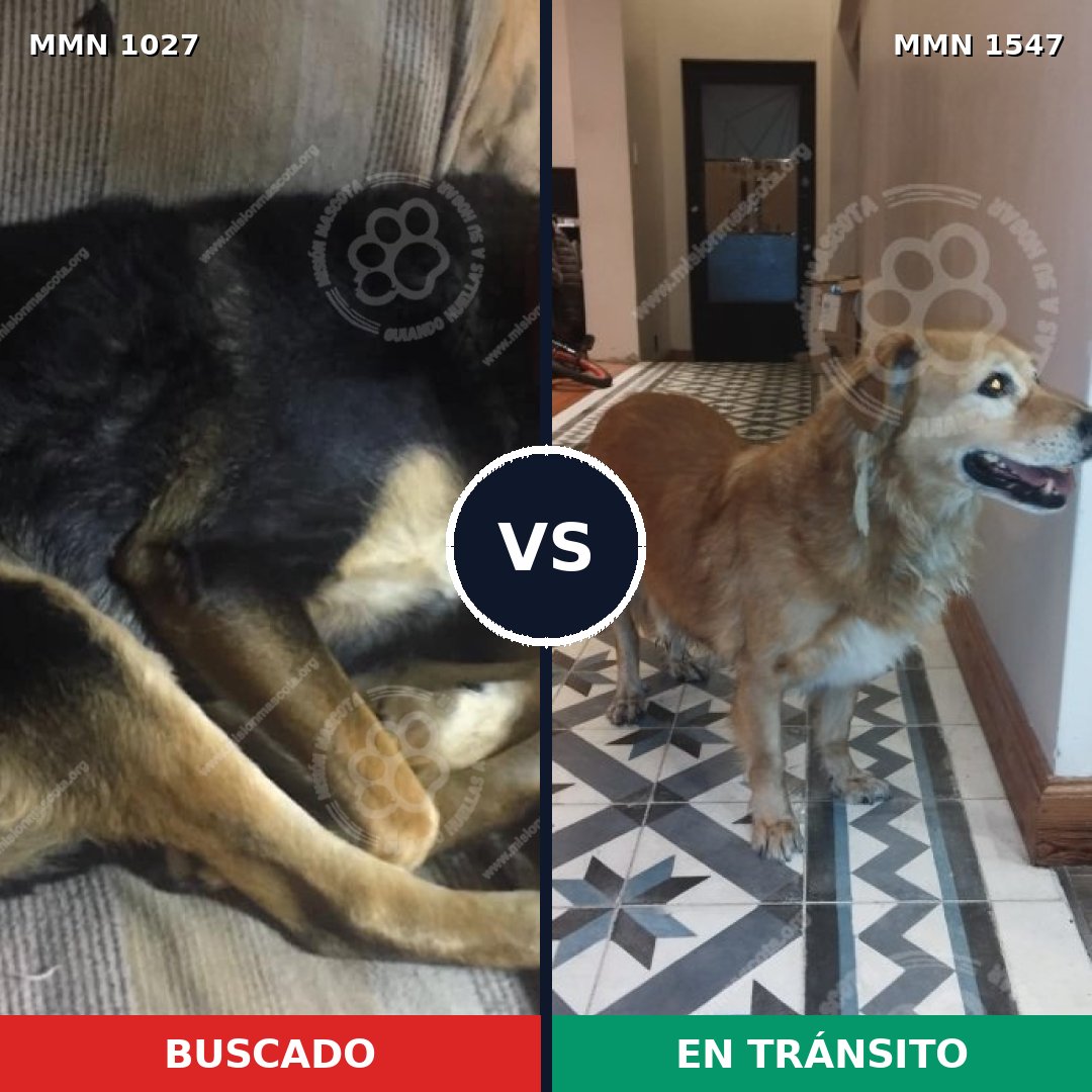 Comparativa MMS 30232: mascota perdida y mascota encontrada, 63% de similitud