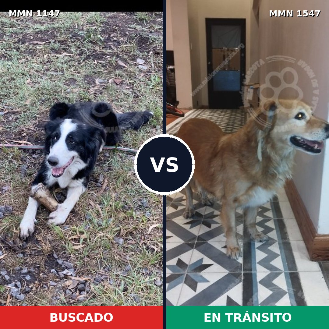 Comparativa MMS 30234: mascota perdida y mascota encontrada, 55% de similitud