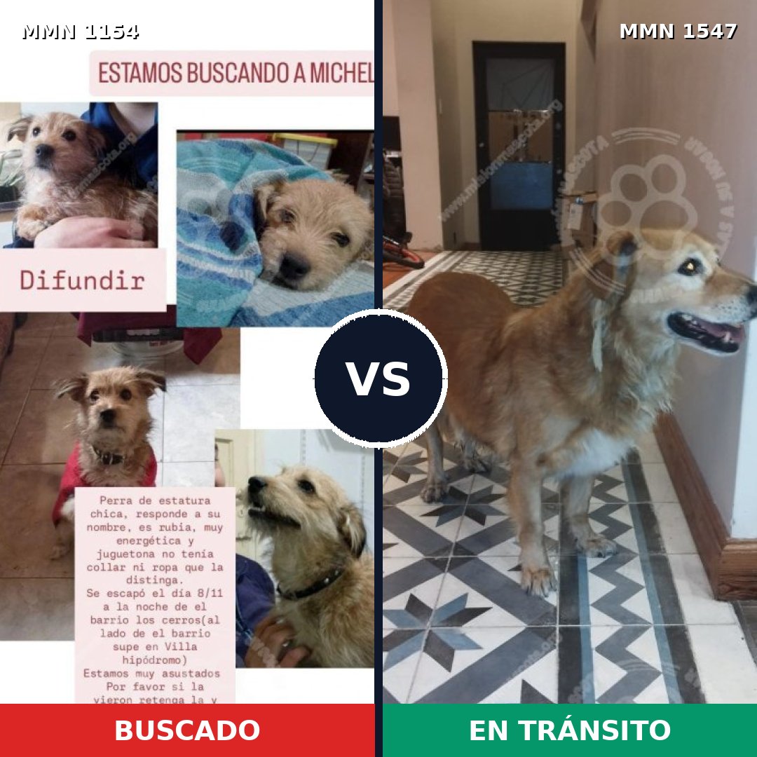 Comparativa MMS 30235: mascota perdida y mascota encontrada, 33% de similitud