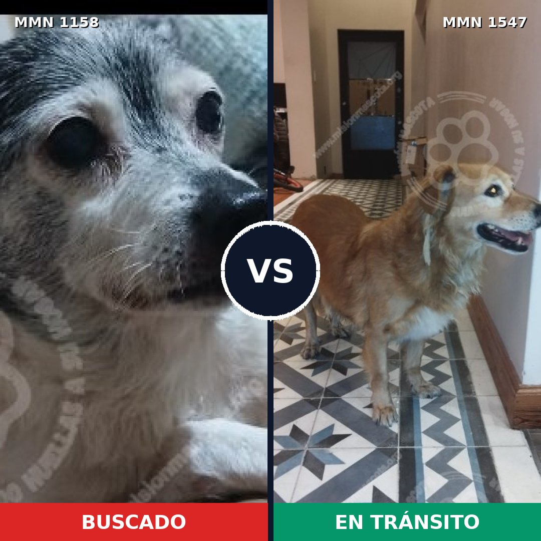 Comparativa MMS 30236: mascota perdida y mascota encontrada, 28% de similitud