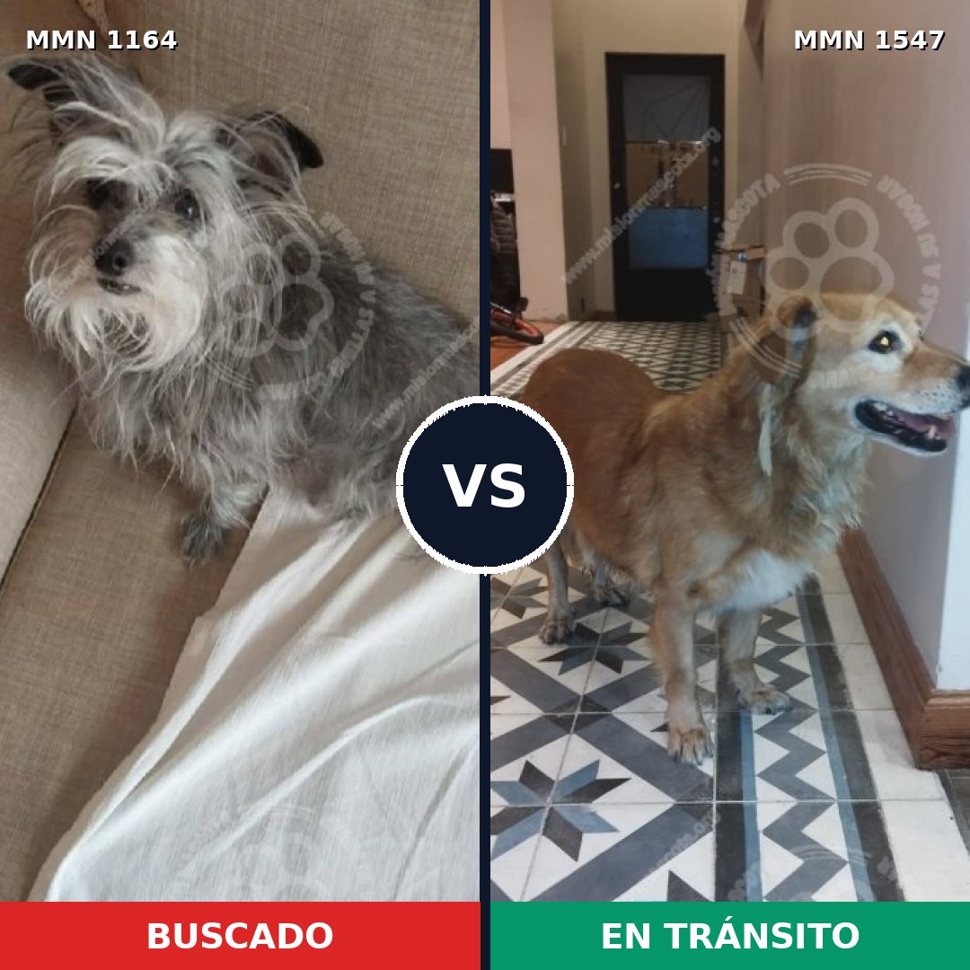 Comparativa MMS 30238: mascota perdida y mascota encontrada, 45% de similitud