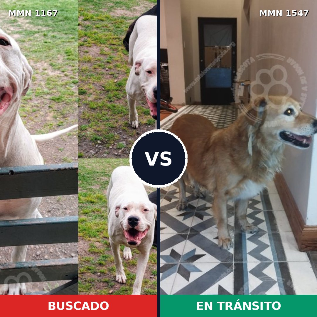 Comparativa MMS 30239: mascota perdida y mascota encontrada, 53% de similitud