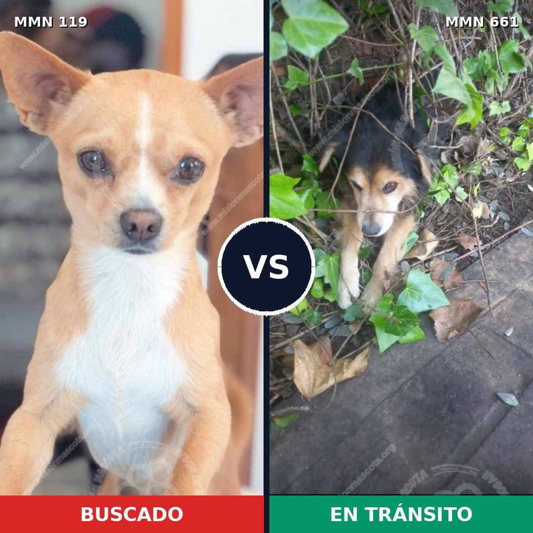 Comparativa MMS 3024: mascota perdida y mascota encontrada, 63% de similitud
