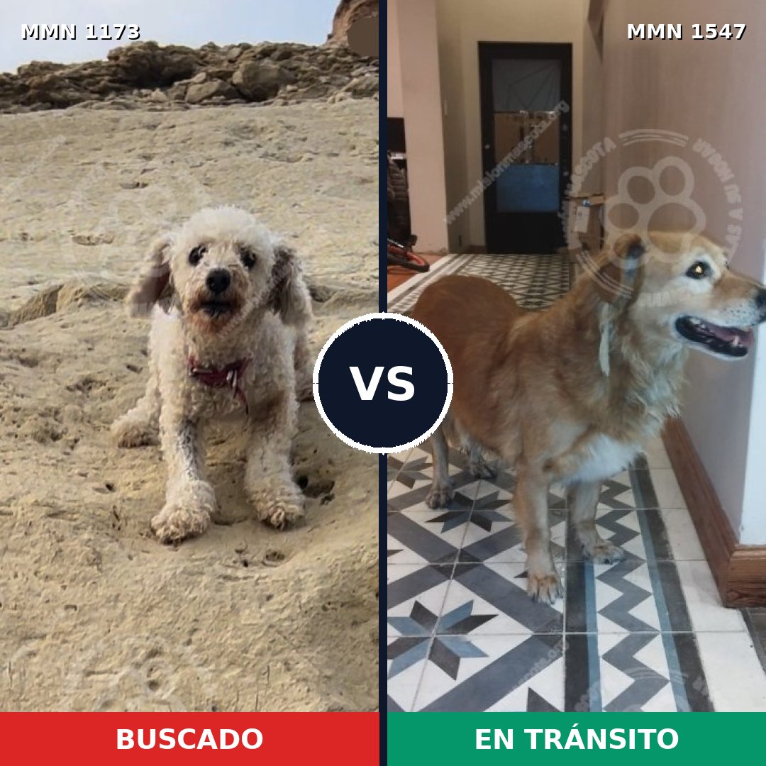 Comparativa MMS 30240: mascota perdida y mascota encontrada, 24% de similitud