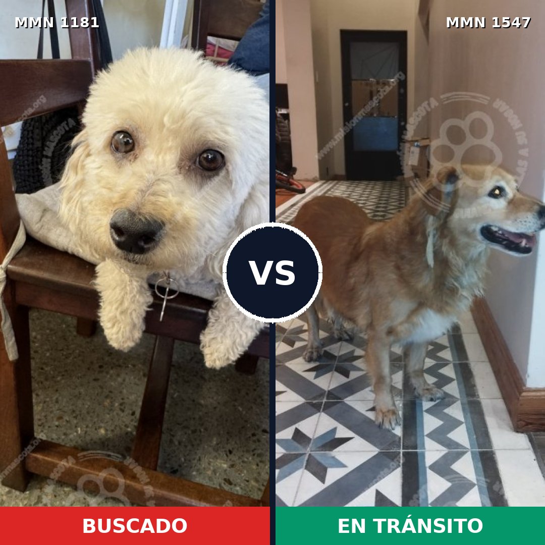 Comparativa MMS 30242: mascota perdida y mascota encontrada, 27% de similitud