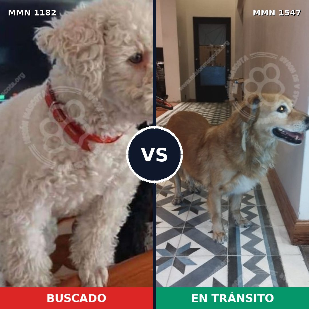 Comparativa MMS 30243: mascota perdida y mascota encontrada, 31% de similitud