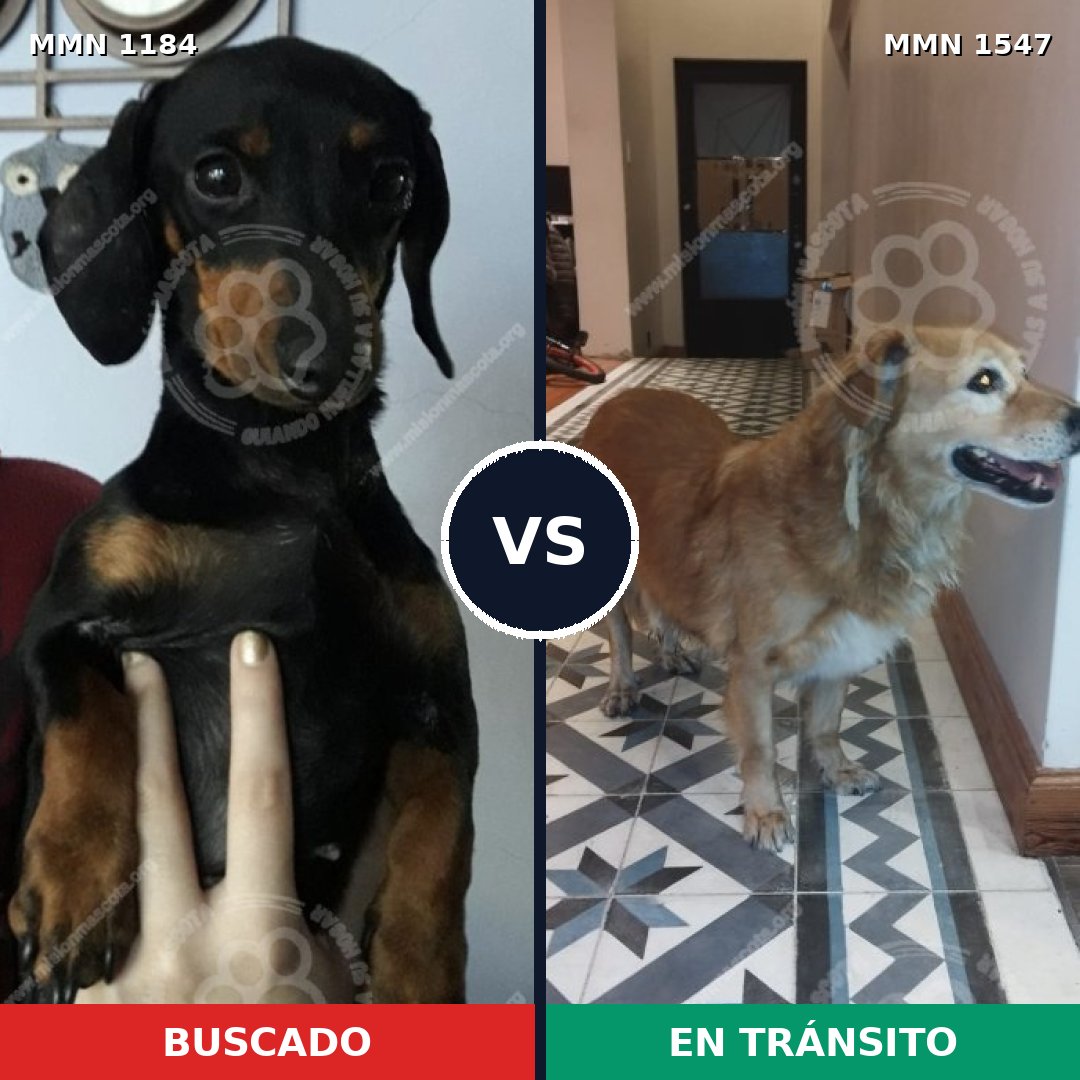 Comparativa MMS 30244: mascota perdida y mascota encontrada, 28% de similitud