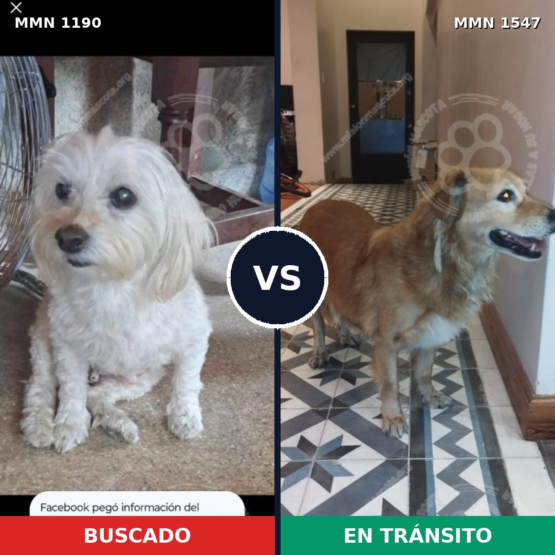 Comparativa MMS 30246: mascota perdida y mascota encontrada, 33% de similitud