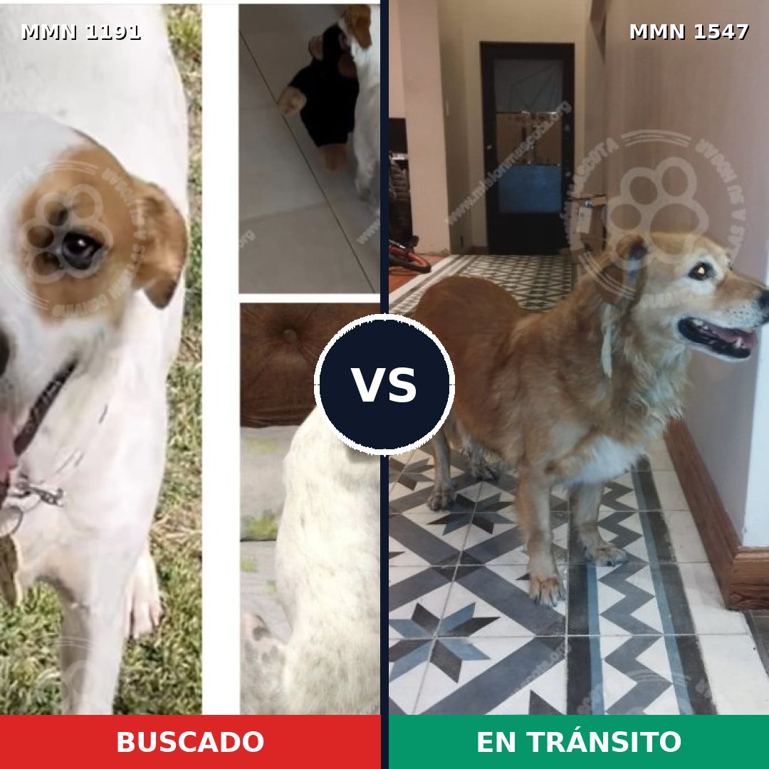 Comparativa MMS 30247: mascota perdida y mascota encontrada, 62% de similitud