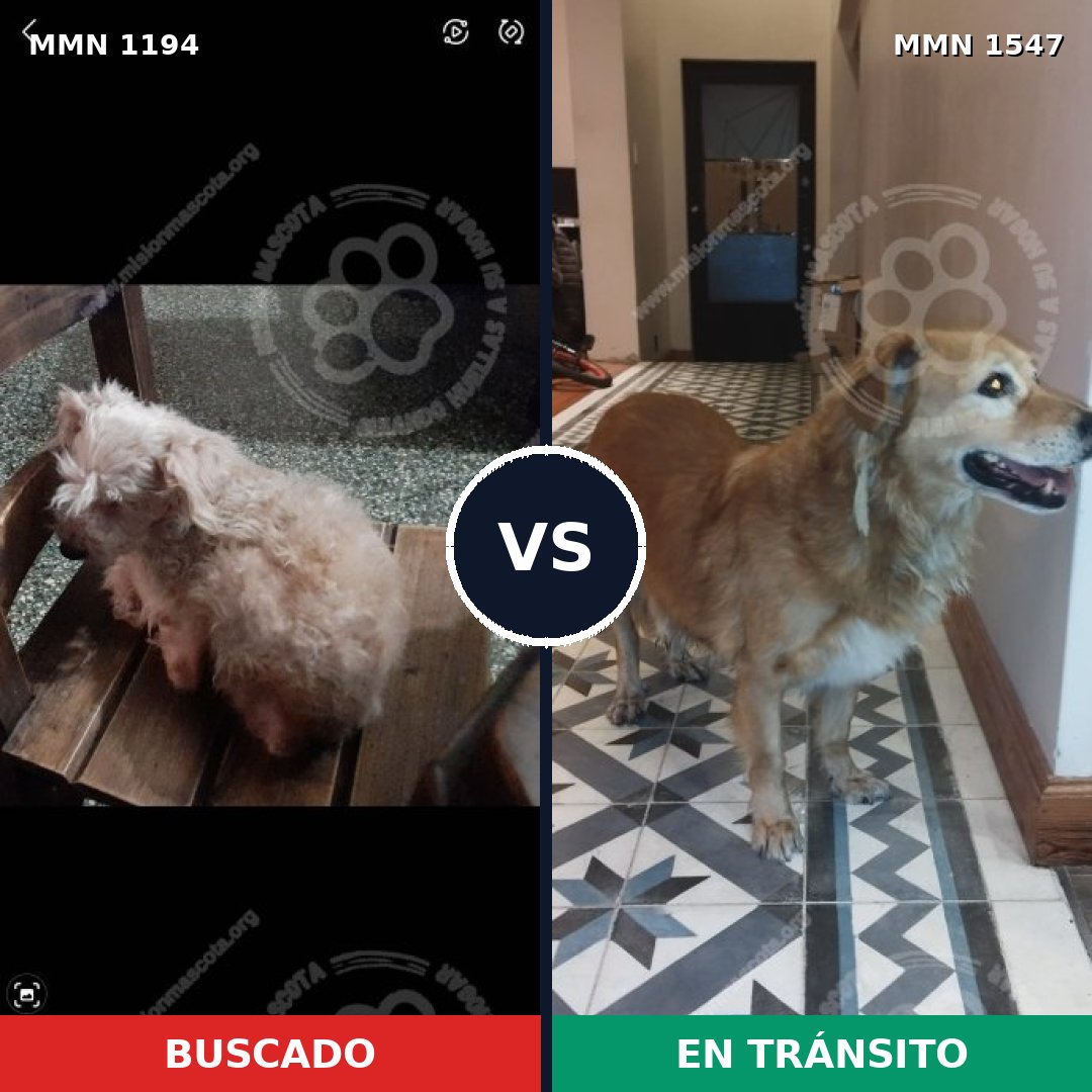 Comparativa MMS 30248: mascota perdida y mascota encontrada, 32% de similitud