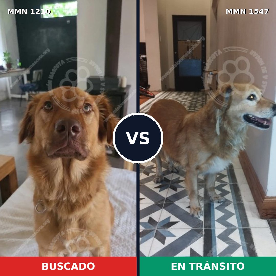 Comparativa MMS 30249: mascota perdida y mascota encontrada, 69% de similitud