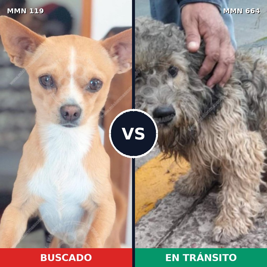 Comparativa MMS 3025: mascota perdida y mascota encontrada, 13% de similitud