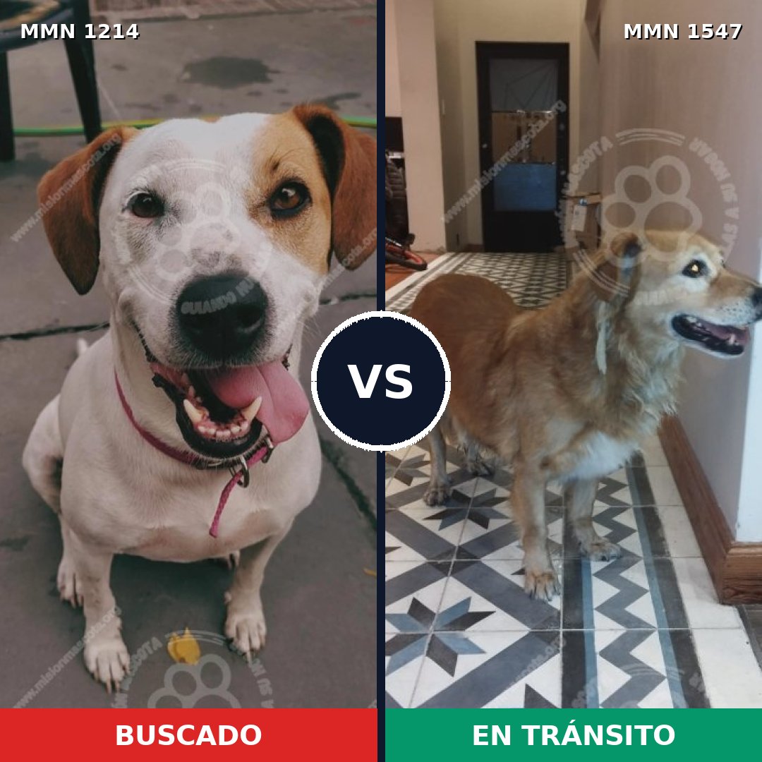 Comparativa MMS 30250: mascota perdida y mascota encontrada, 63% de similitud