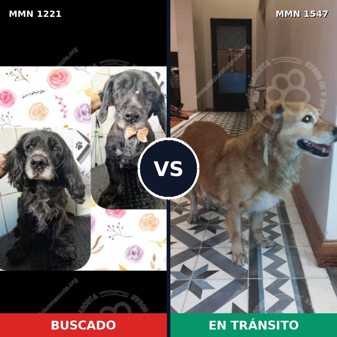 Comparativa MMS 30251: mascota perdida y mascota encontrada, 62% de similitud