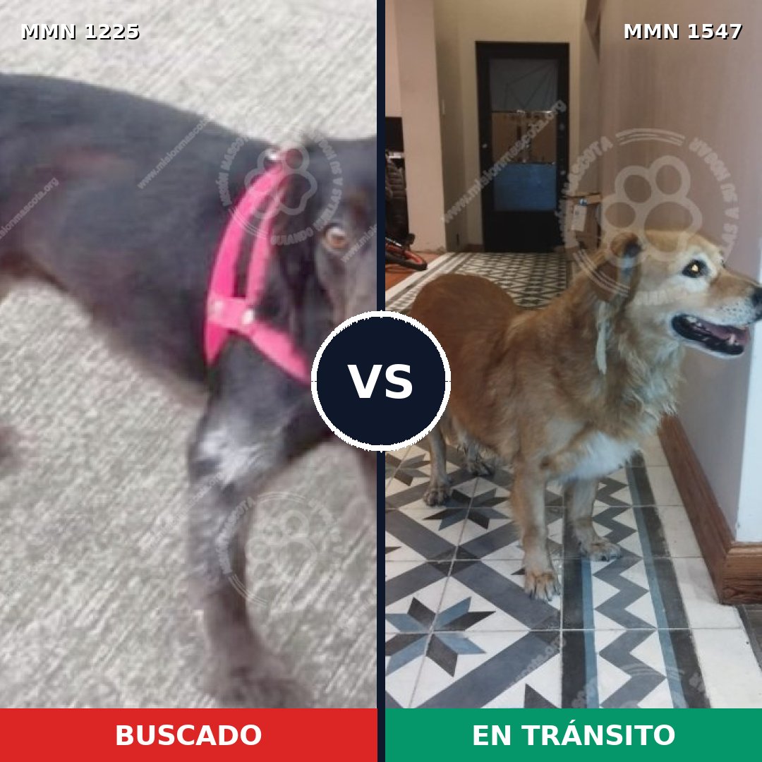 Comparativa MMS 30252: mascota perdida y mascota encontrada, 60% de similitud