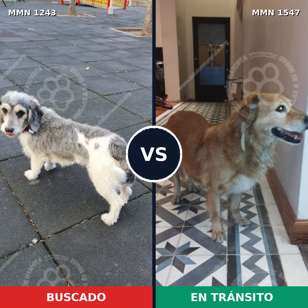 Comparativa MMS 30254: mascota perdida y mascota encontrada, 56% de similitud