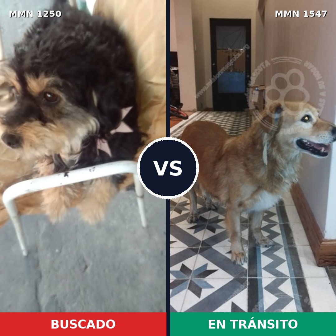 Comparativa MMS 30255: mascota perdida y mascota encontrada, 59% de similitud