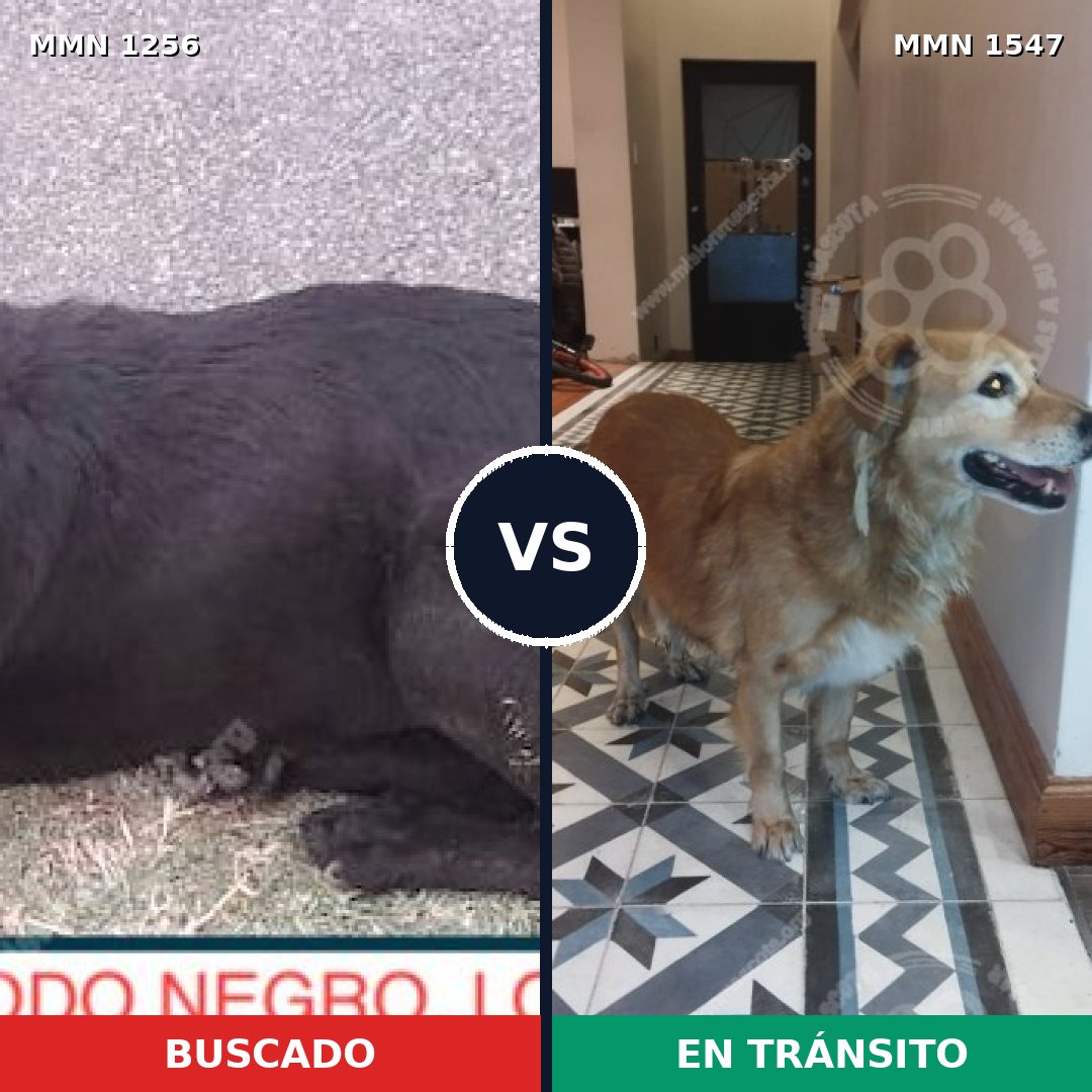 Comparativa MMS 30256: mascota perdida y mascota encontrada, 63% de similitud