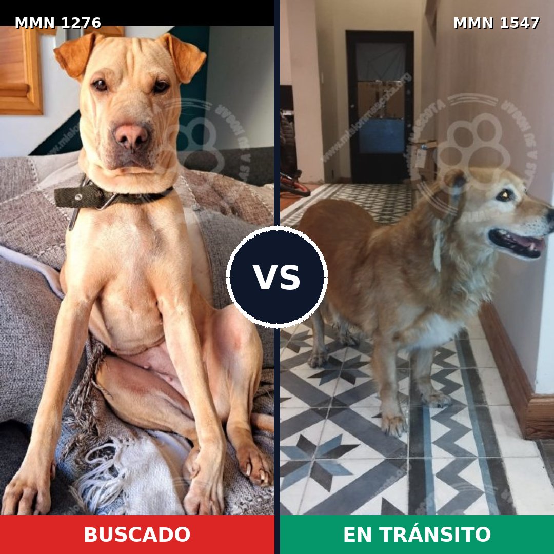 Comparativa MMS 30257: mascota perdida y mascota encontrada, 59% de similitud