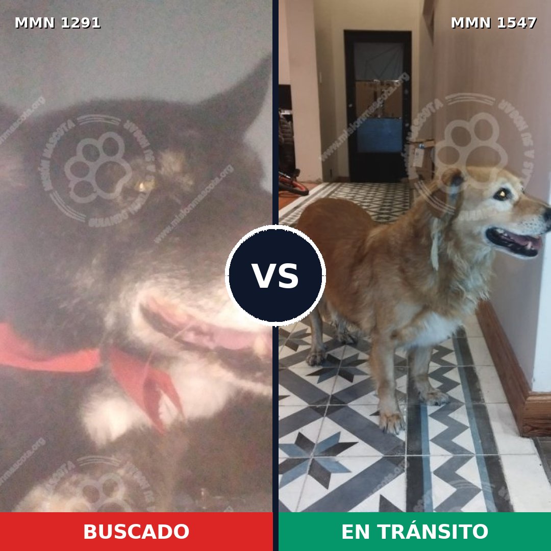 Comparativa MMS 30258: mascota perdida y mascota encontrada, 78% de similitud
