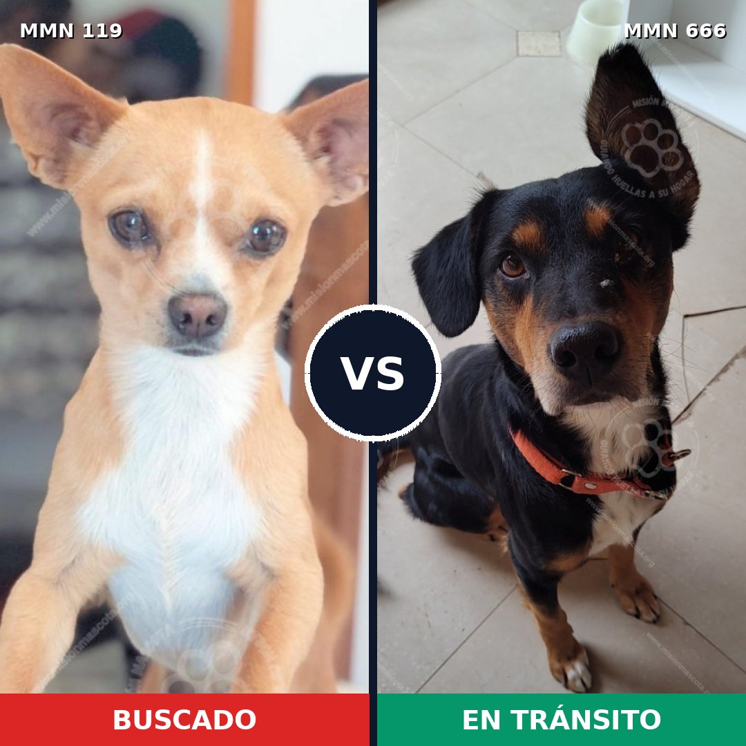 Comparativa MMS 3026: mascota perdida y mascota encontrada, 16% de similitud