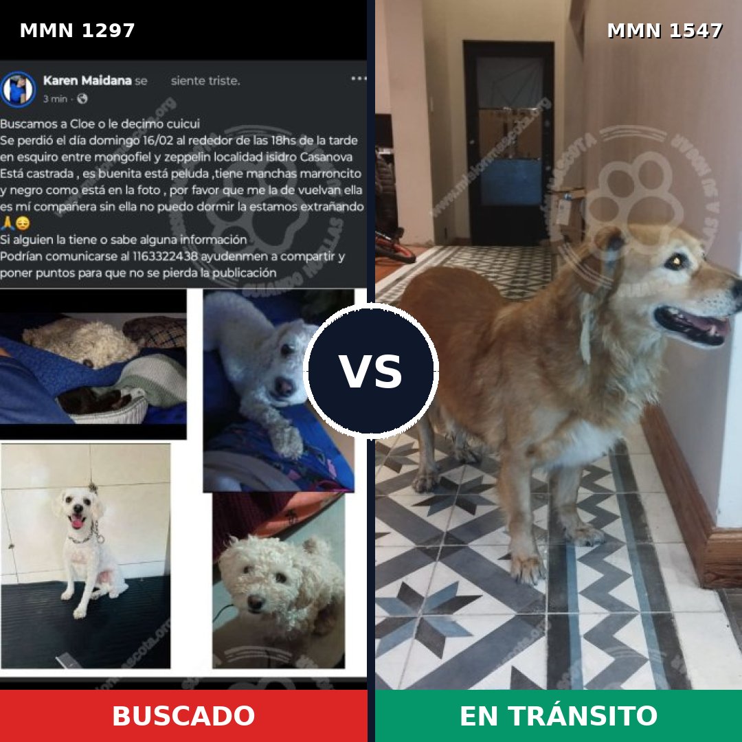 Comparativa MMS 30260: mascota perdida y mascota encontrada, 48% de similitud