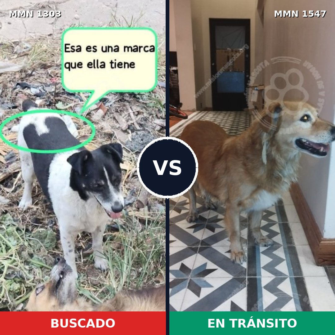 Comparativa MMS 30262: mascota perdida y mascota encontrada, 53% de similitud