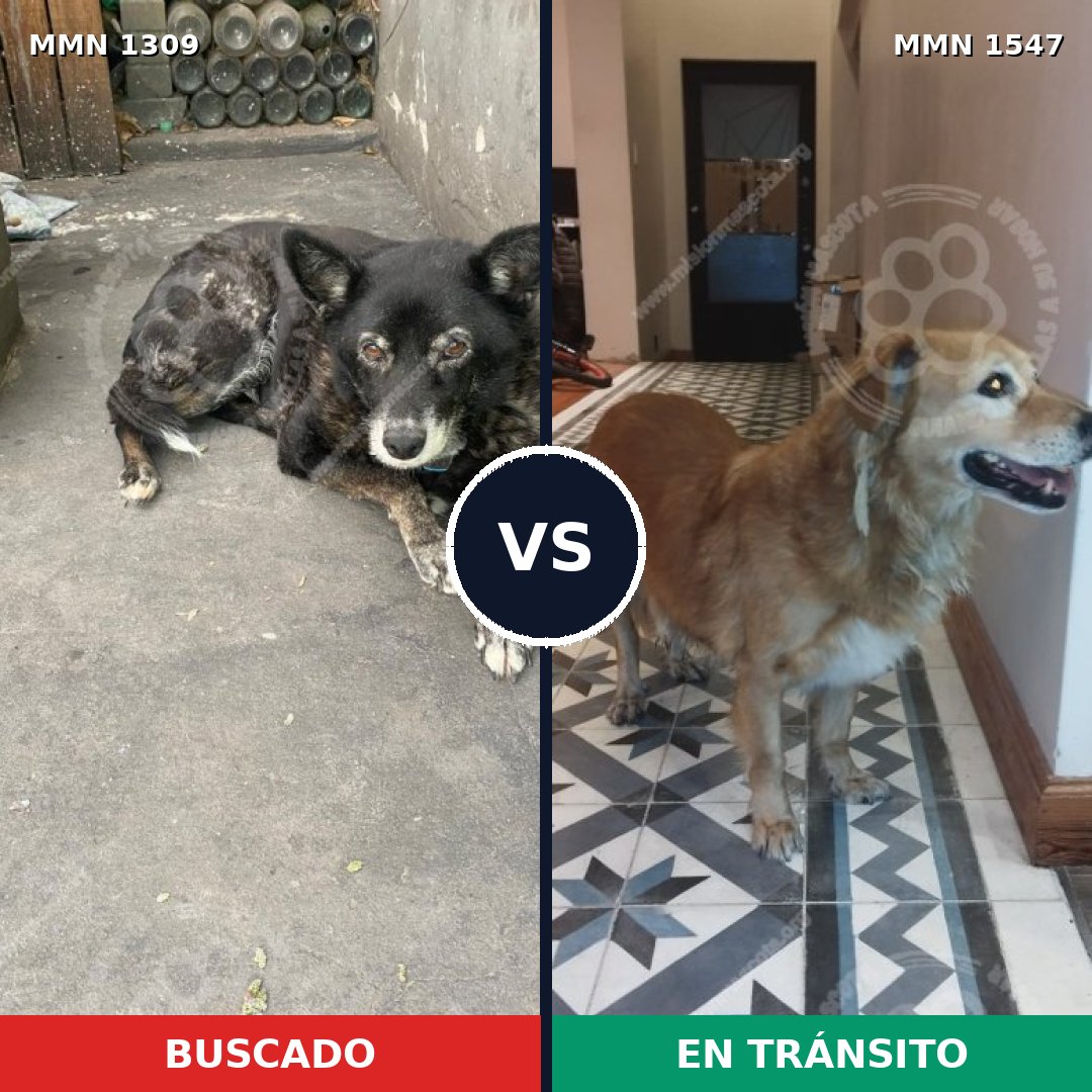 Comparativa MMS 30263: mascota perdida y mascota encontrada, 75% de similitud