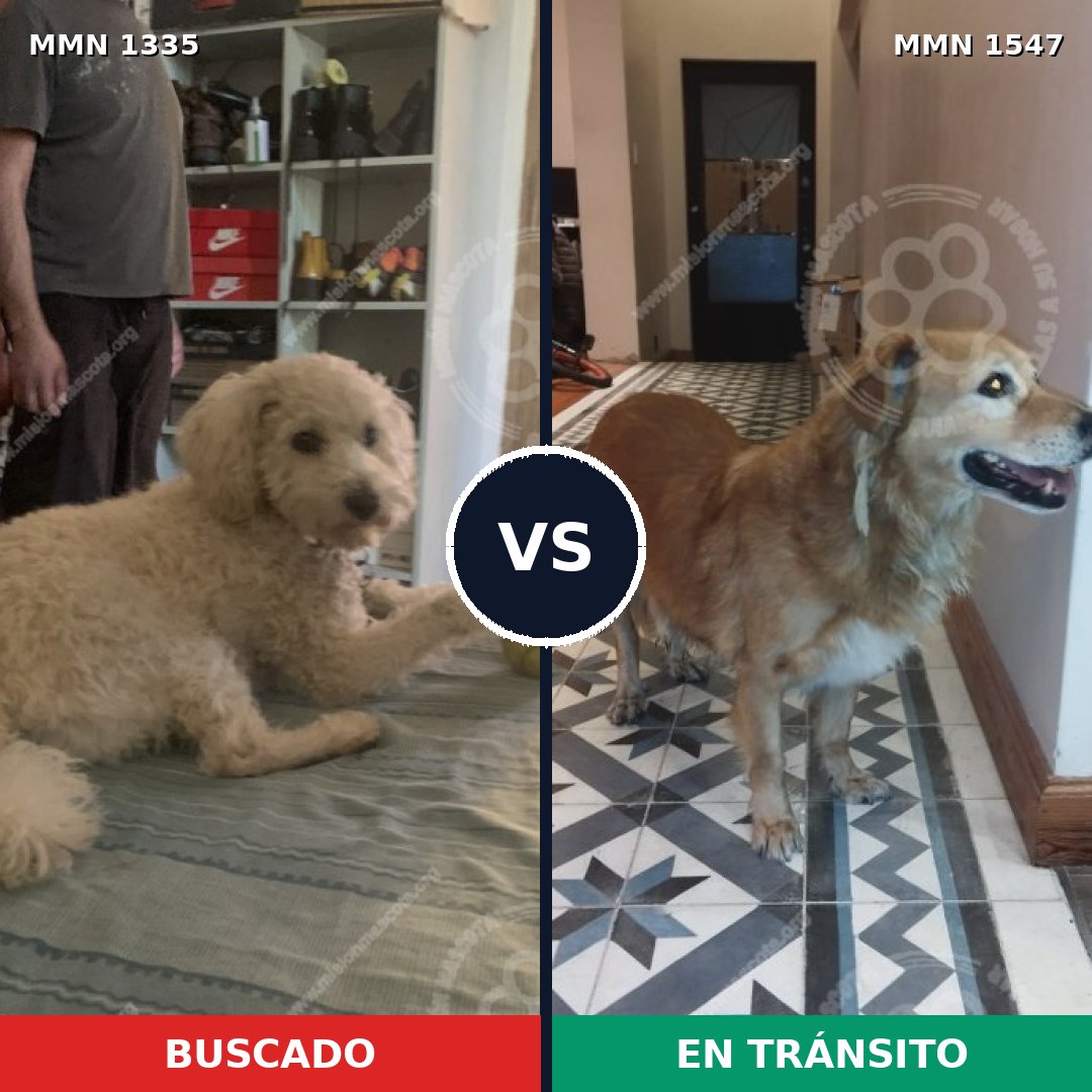Comparativa MMS 30264: mascota perdida y mascota encontrada, 27% de similitud