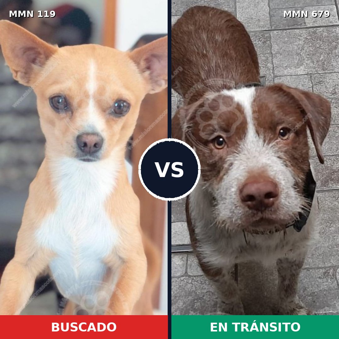 Comparativa MMS 3027: mascota perdida y mascota encontrada, 22% de similitud