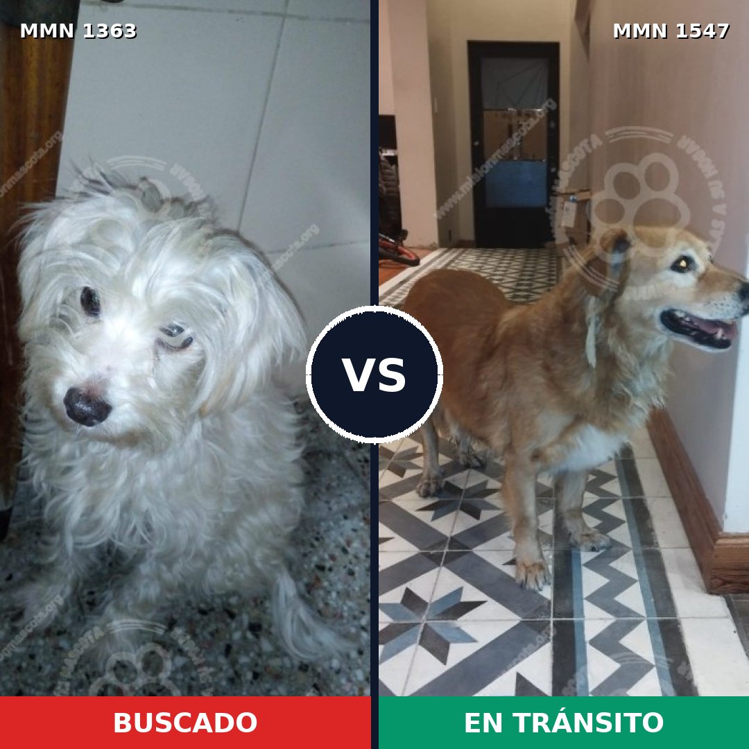 Comparativa MMS 30270: mascota perdida y mascota encontrada, 44% de similitud