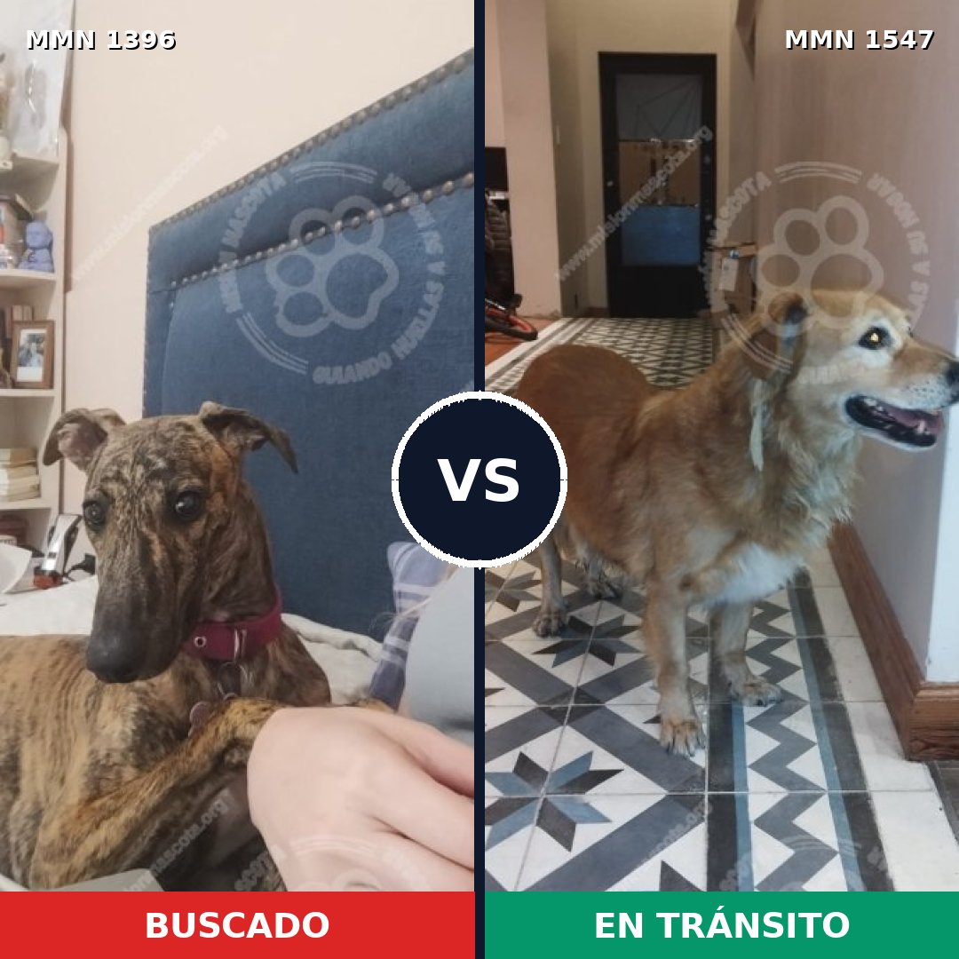 Comparativa MMS 30271: mascota perdida y mascota encontrada, 41% de similitud