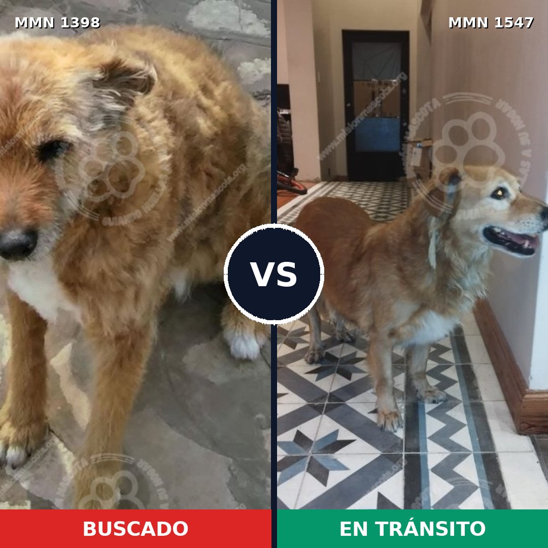 Comparativa MMS 30272: mascota perdida y mascota encontrada, 76% de similitud