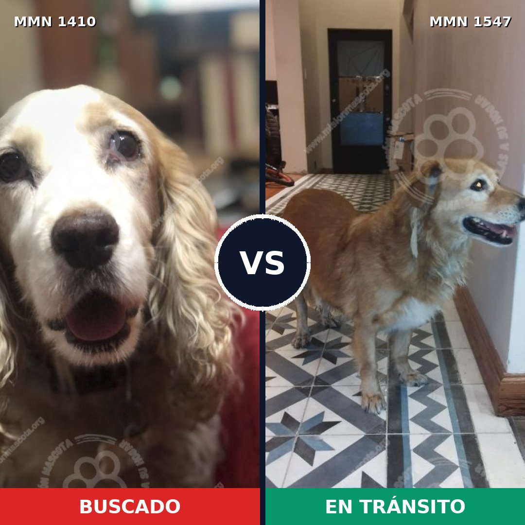 Comparativa MMS 30273: mascota perdida y mascota encontrada, 43% de similitud