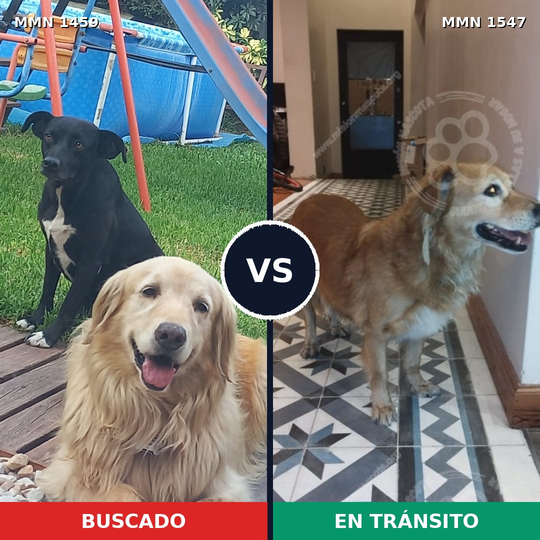 Comparativa MMS 30275: mascota perdida y mascota encontrada, 55% de similitud