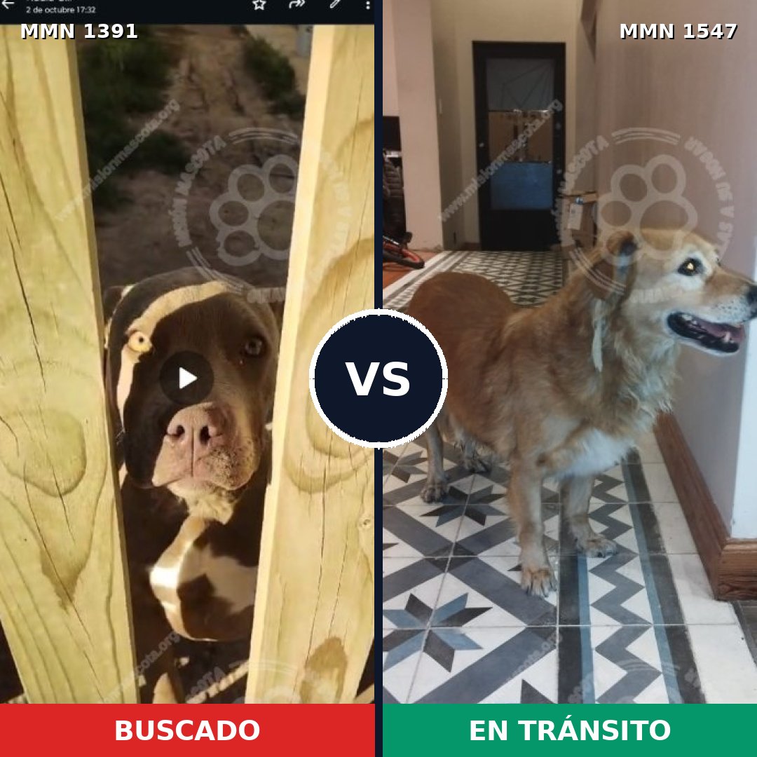 Comparativa MMS 30276: mascota perdida y mascota encontrada, 38% de similitud