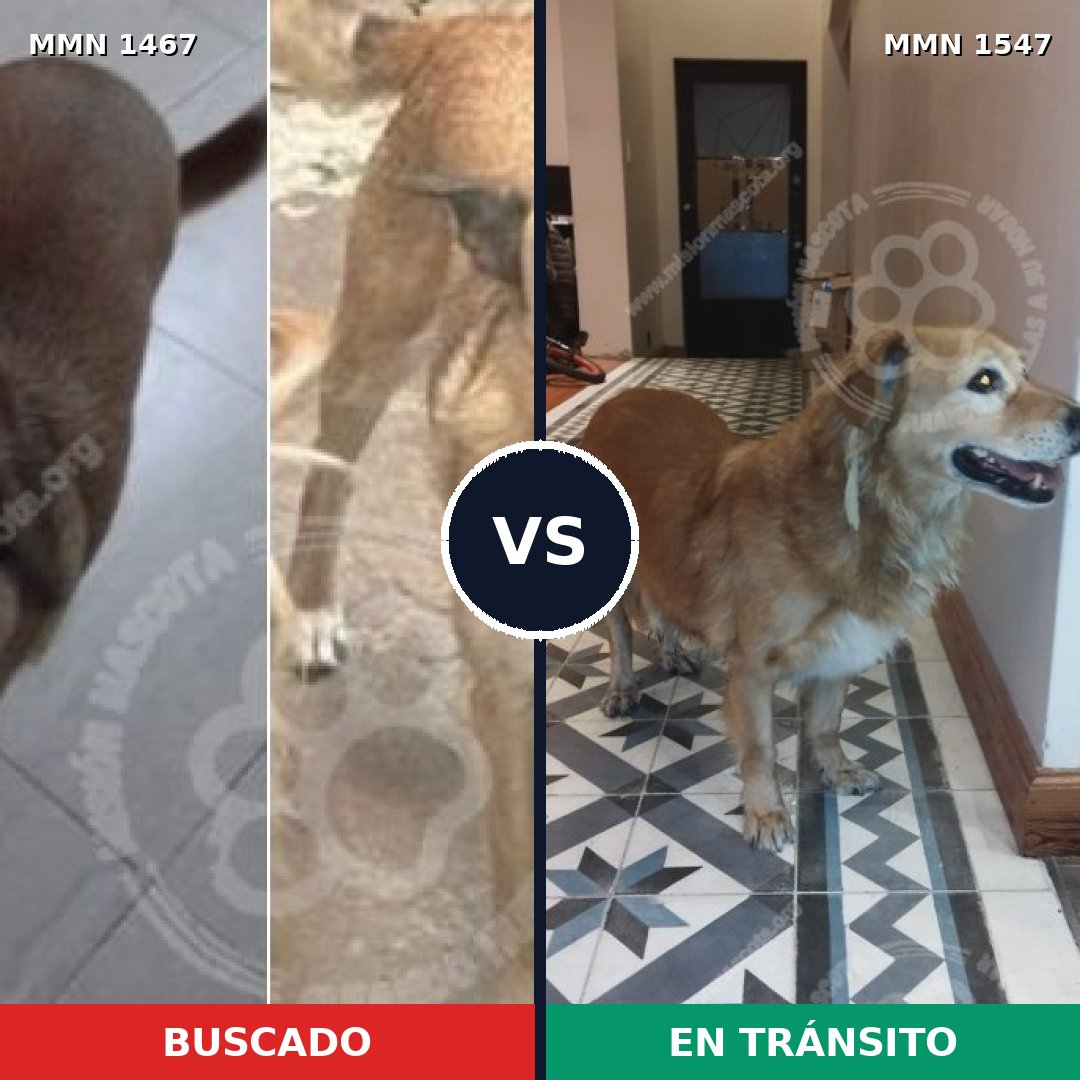 Comparativa MMS 30277: mascota perdida y mascota encontrada, 83% de similitud
