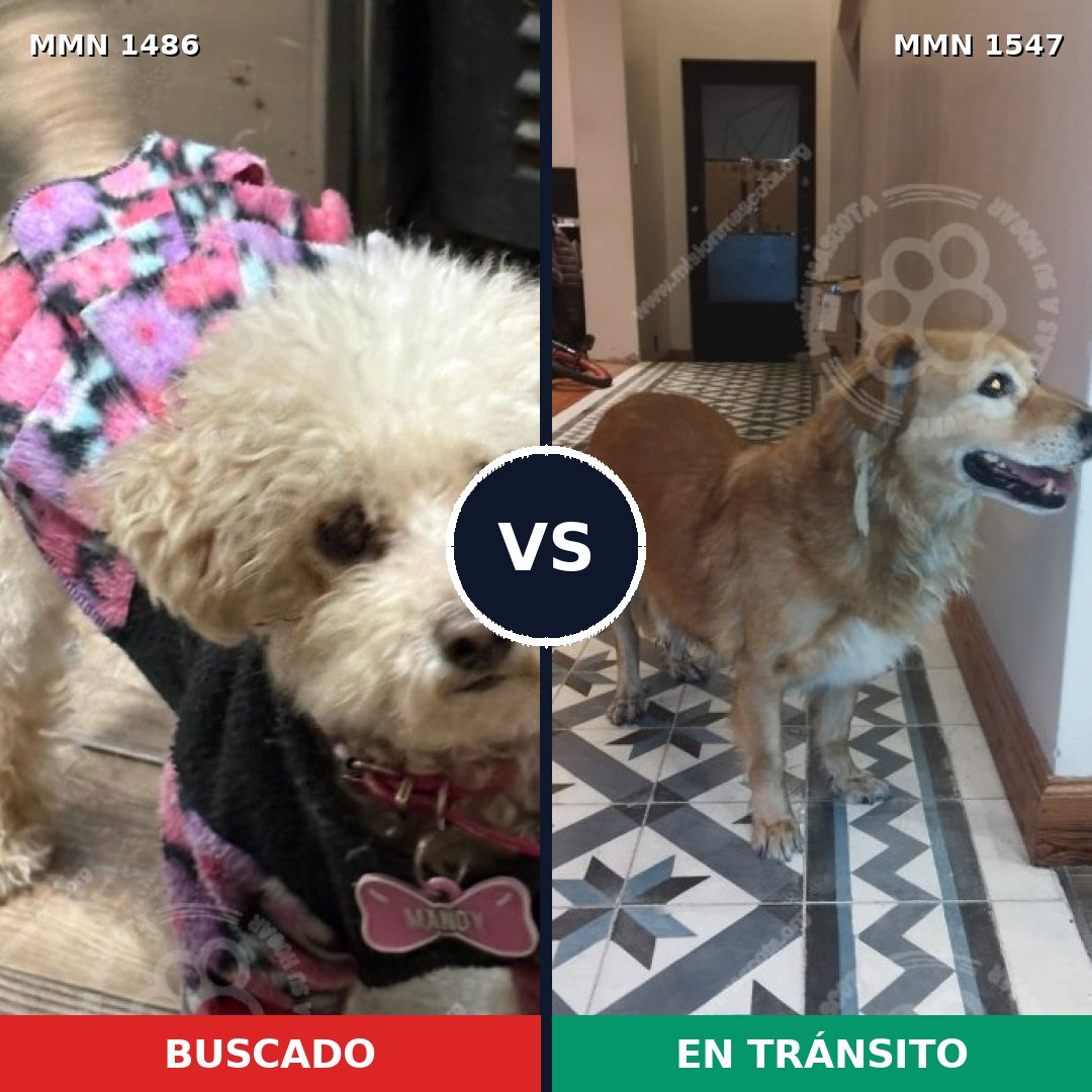 Comparativa MMS 30278: mascota perdida y mascota encontrada, 34% de similitud