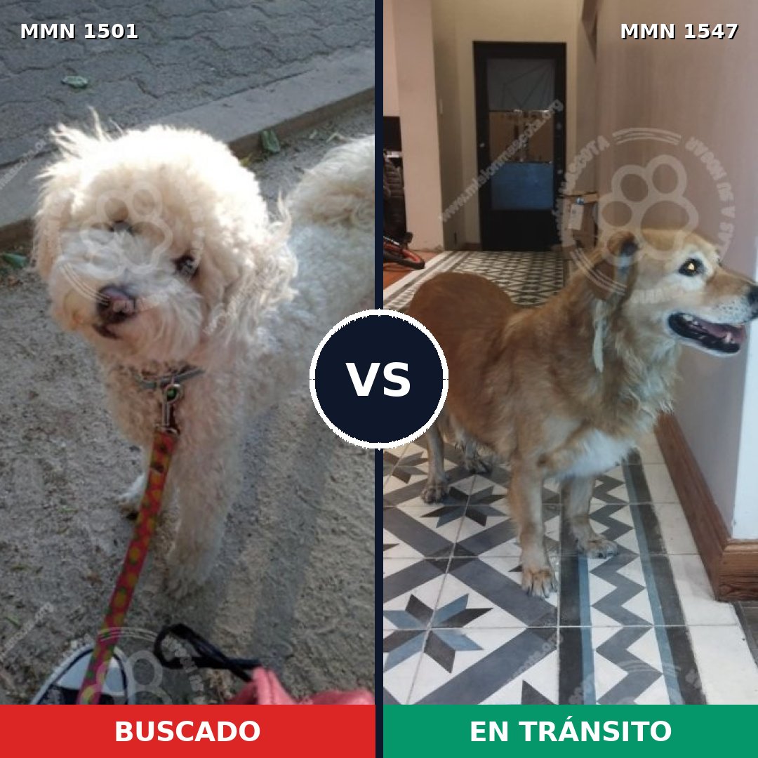 Comparativa MMS 30279: mascota perdida y mascota encontrada, 38% de similitud